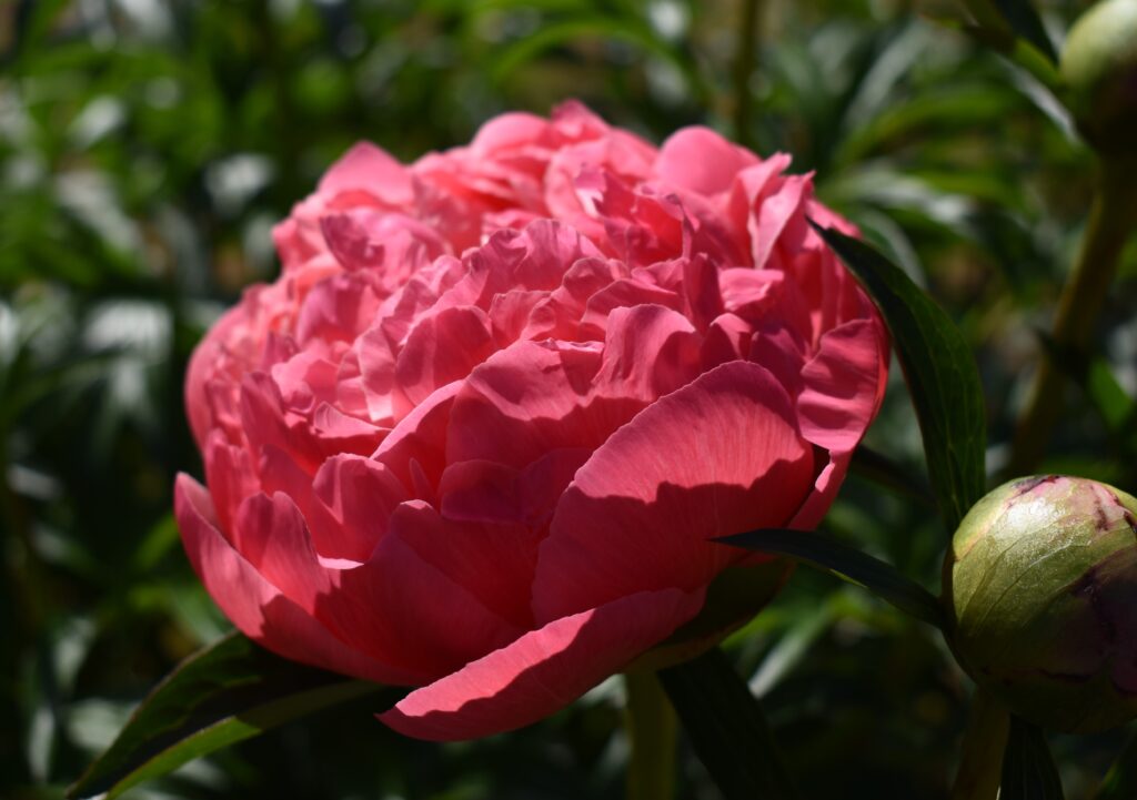 bodacious-blooms-Coral Sunset-peony